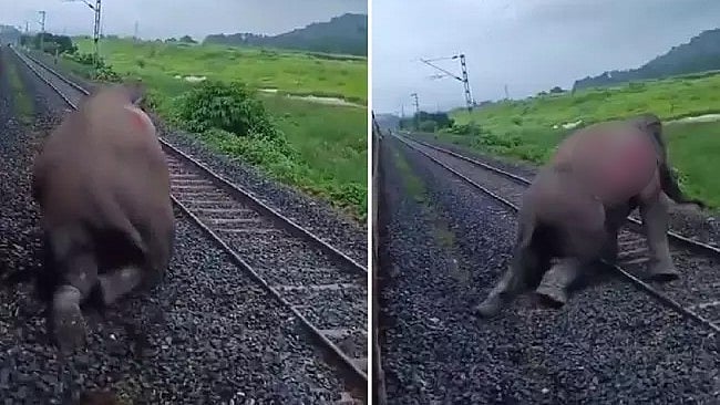 Video: ಕಾಂಚನಜುಂಗಾ ಎಕ್ಸ್‌ಪ್ರೆಸ್ ರೈಲು ಢಿಕ್ಕಿ; ನರಳಿ, ನರಳಿ ಹಳಿ ಮೇಲೆಯೇ ಪ್ರಾಣ ಬಿಟ್ಟ ಕಾಡಾನೆ!